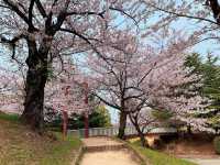 ชมดอกซากุระ ที่สวนสาธารณะเมืองชิริว ไอจิ🌸