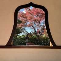 【京都】紅葉・青もみじ🍃想像を超えるスケールの自然美"東福寺"