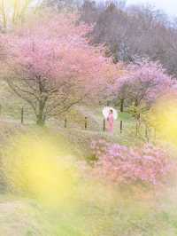 早咲きの桜と富士を望む『おおいゆめの里』🌸