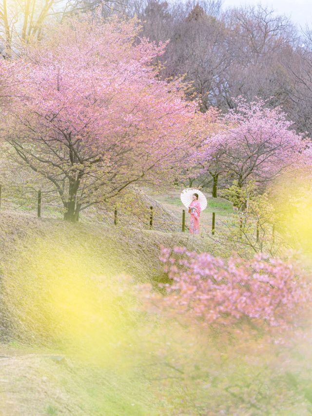 早咲きの桜と富士を望む『おおいゆめの里』🌸