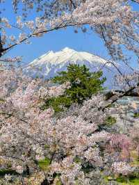 圧巻の桜絶景が盛りだくさん！弘前公園