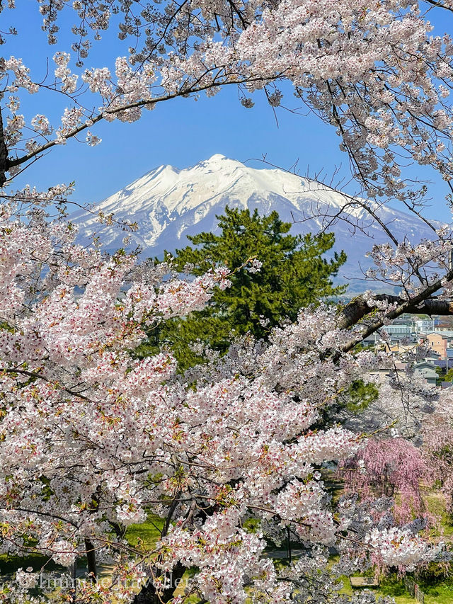 圧巻の桜絶景が盛りだくさん！弘前公園