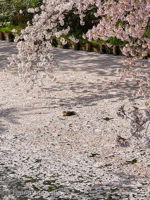 圧巻の桜絶景が盛りだくさん！弘前公園