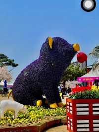 Taean Tulip Festival 