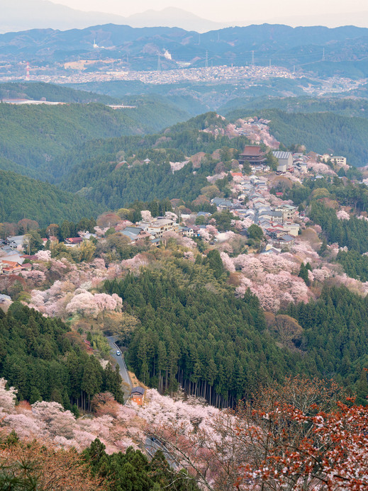 奈良県】吉野山の桜 | Trip.com 吉野町