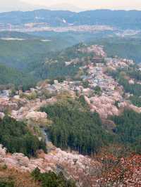 【奈良県】吉野山の桜