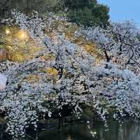 Rainy Cherry Blossom in Inokashira park