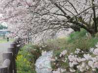 Harumeki Sakura ซากุระบานสวยที่ Kanagawa