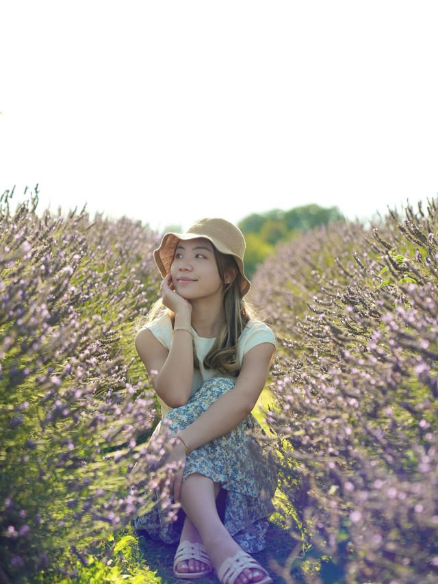🇬🇧英國倫敦近郊 Mayfield Lavender Farm 薰衣草田 彷彿置身於普羅旺斯