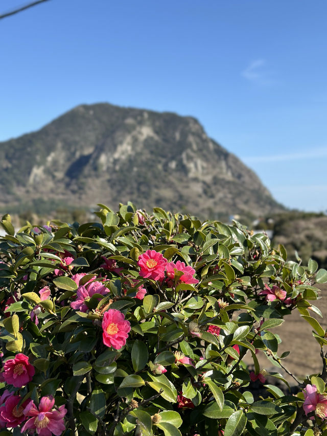 제주도에서 가장 아름다운 노란 물결이 출렁이는 곳 🌼 산방산 유채꽃밭