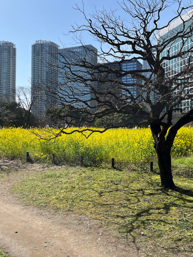 【菜の花畑が見頃★】浜離宮恩賜庭園