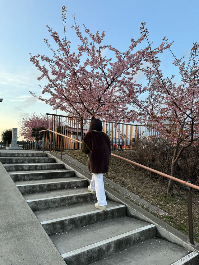 【千葉(成田空港)】成田空港近くで、桜×飛行機を撮れる写真スポット