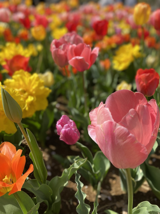 立川】昭和記念公園の桜とチューリップは、絶対に見てほしい | Trip