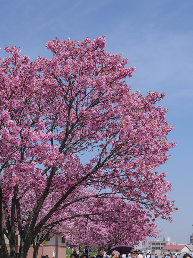 Shiori Park Sakura Viewing 🌸