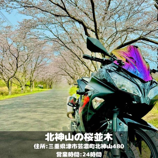 北神山の桜並木