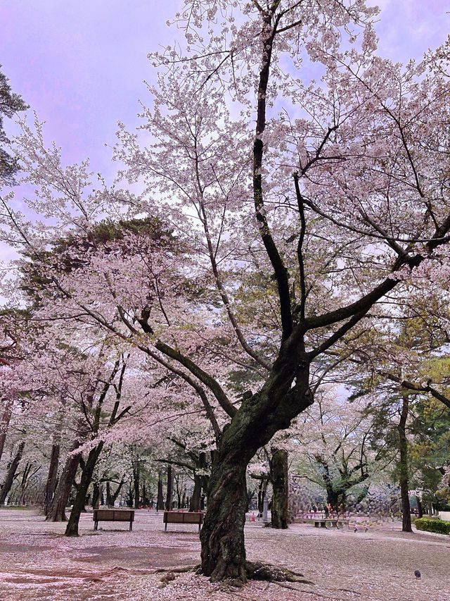 【埼玉大宮】桜の名所大宮公園✨