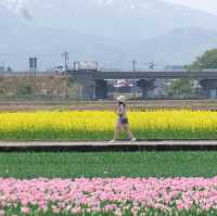ชมซากุระและวิวสุดปังที่ Asahi Funakawa🌸