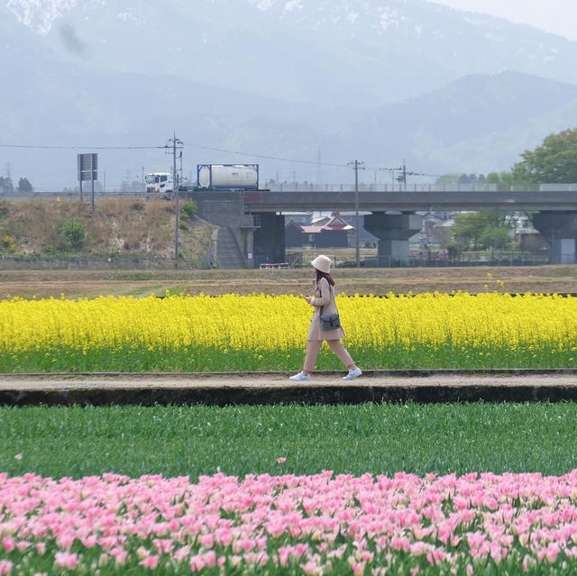 ชมซากุระและวิวสุดปังที่ Asahi Funakawa🌸