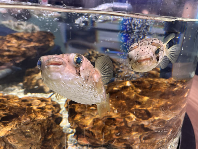 フォトジェニックな水族館　スマートアクアリウム静岡🐟