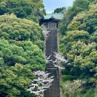 警固神社：漫步賞花