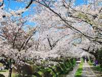 🌸「京都哲學之道，春天賞花好去處」🌸