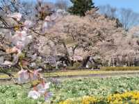 山高神代櫻🌸：日本古老巨樹，春季踏青必去