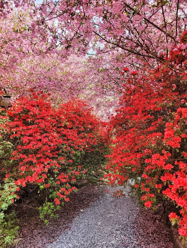 철쭉과 서부해당화의 환상콜라보🌸