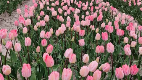 Foundation Tulip Route Dronten — traveler post in Flevoland