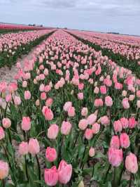 Foundation Tulip Route Dronten