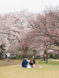 ปิกนิกชิลๆ ที่ ‘สวน Shinjuku Gyoen’ 🌸🌳