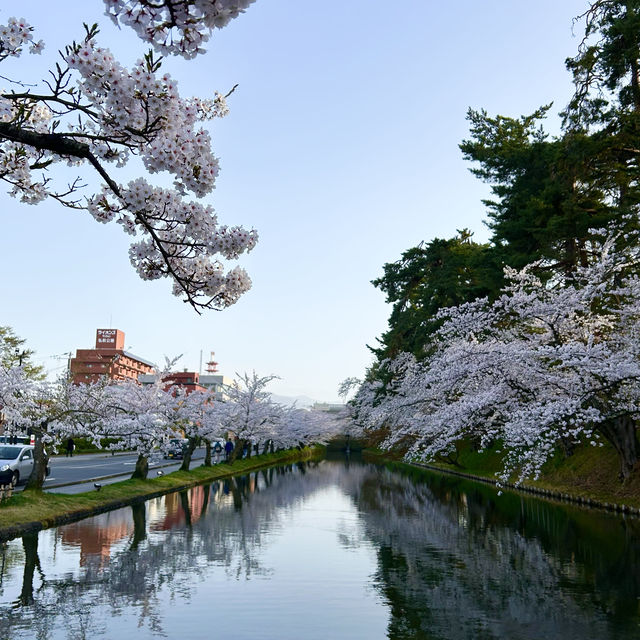 弘前公園のソメイヨシノ