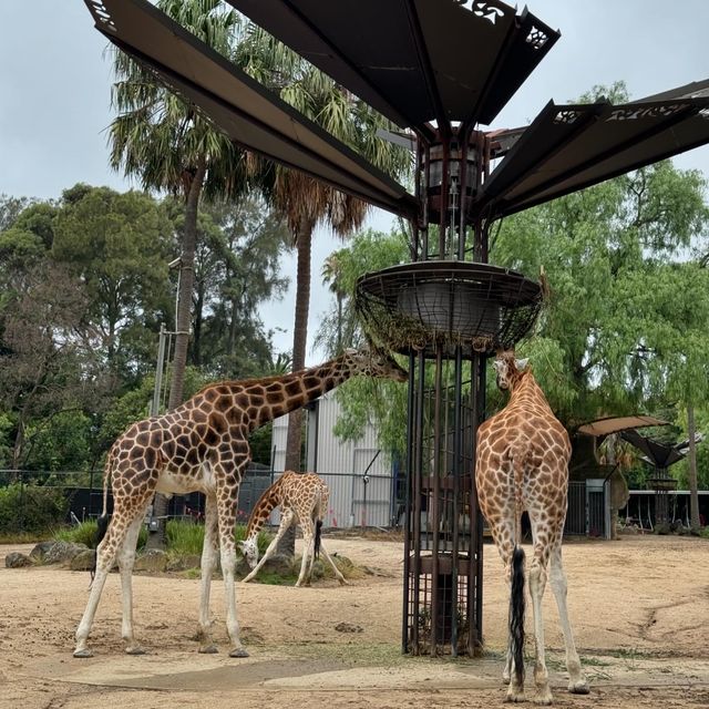 歷史最悠久的動物園！