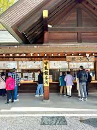 札幌　札幌観光　やっぱり外せない北海道神宮の桜！