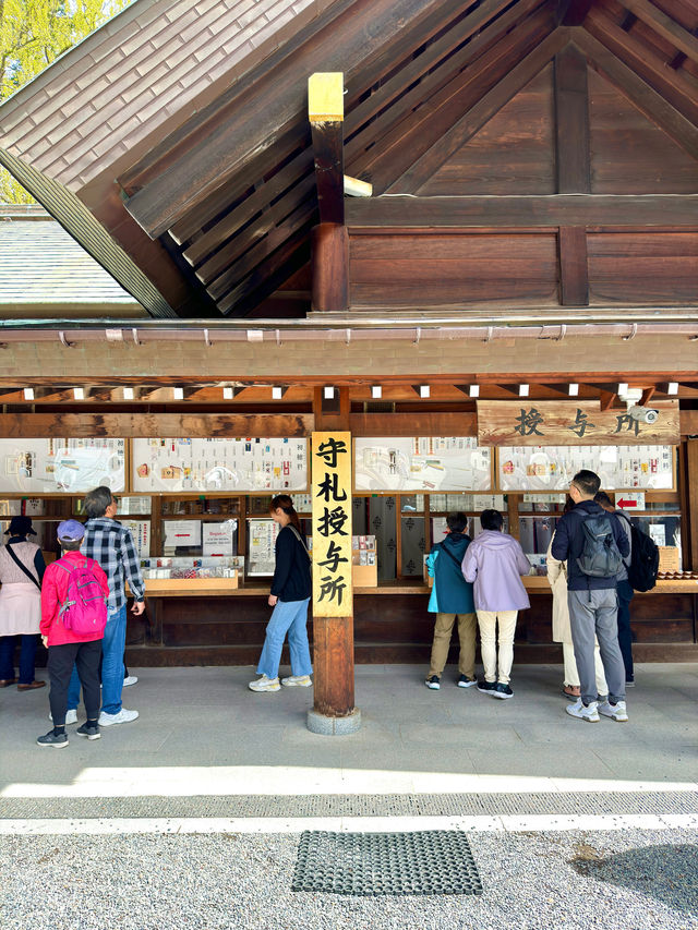 札幌　札幌観光　やっぱり外せない北海道神宮の桜！
