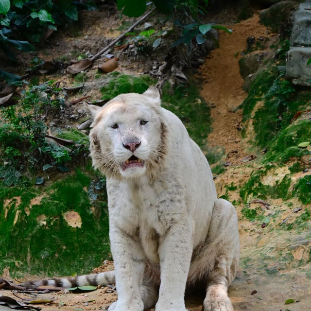 【東京景點】上野動物園：珍稀動物天堂