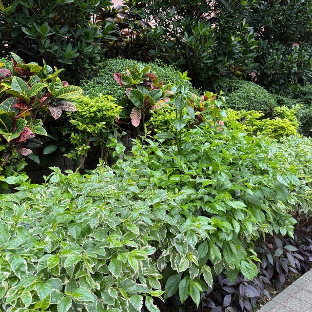 賞花好去處😍天水圍公園