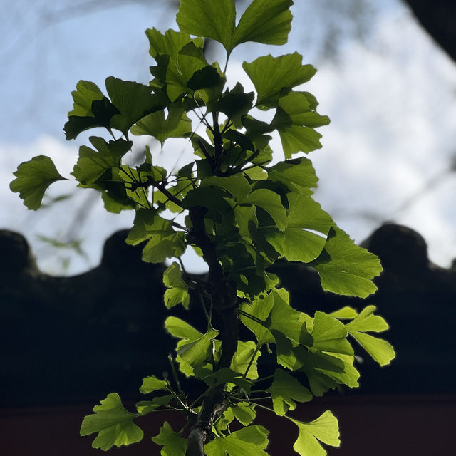 altTitle