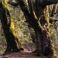 NZ South Island of nature and adventure