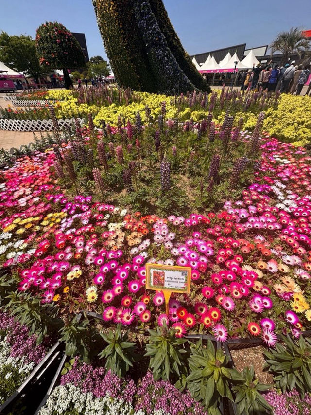 Taean Tulip Festival