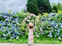 Ajisai @ Hydrangea in Niigata 