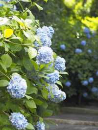 今が見頃！2024年明月院　紫陽花の見頃情報
