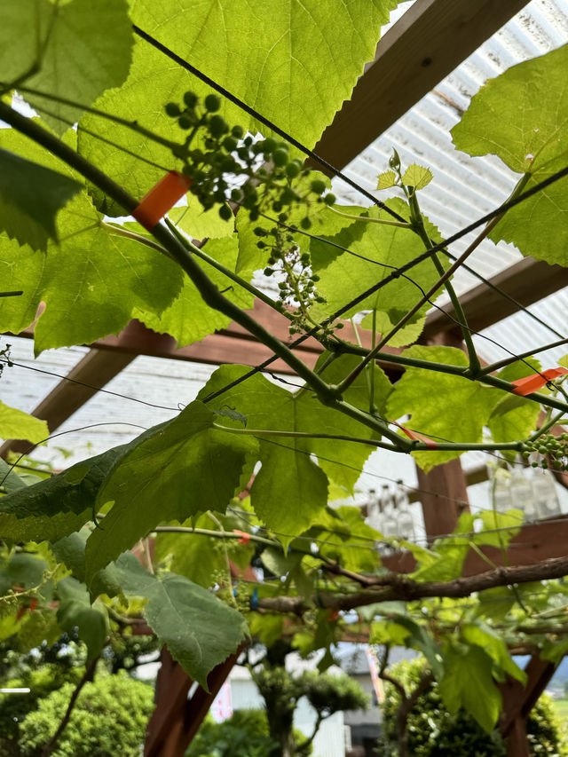 【福岡カフェ】のどかな田園地帯のアメリカンガレージカフェ🌭