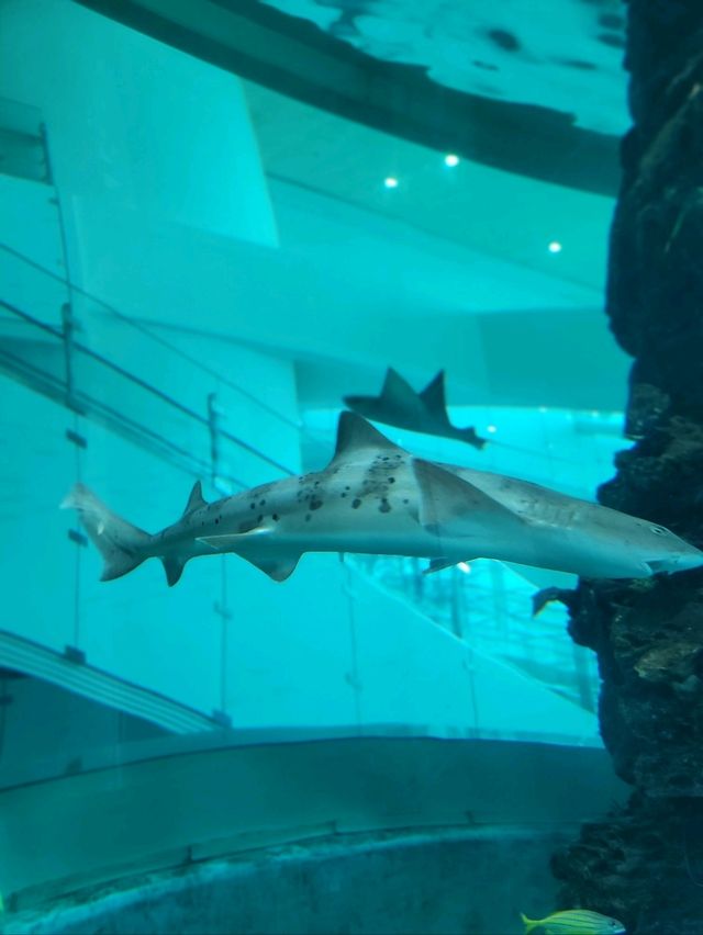 무료로 즐기는 아쿠아리움이 있는 곳🐠