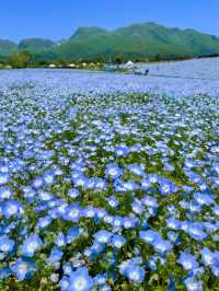 雄大な山々をバックに四季折々の花が咲く、くじゅう花公園