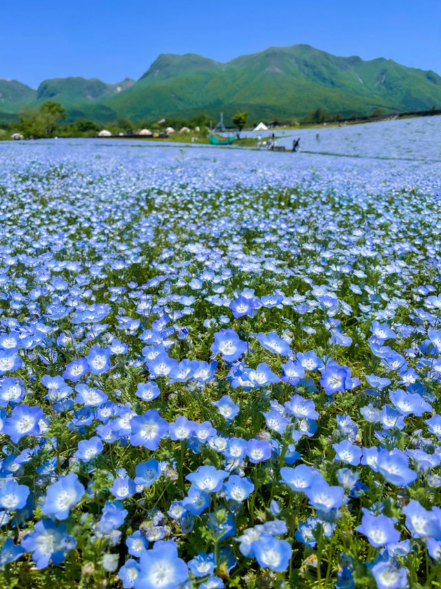 雄大な山々をバックに四季折々の花が咲く、くじゅう花公園