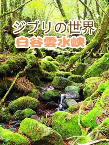 まるでジブリの世界🌿苔むす白谷雲水峡🌿 | Trip.com 屋久島町