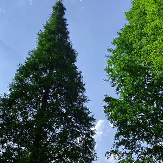 星湖濕地公園：絕佳自然勝地，令人陶醉的樂趣