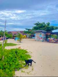猫好き必見！！フォトジェニックな白い砂浜と猫たちに癒されるタイにある美しい離島🏝🐚🫧【プーケット🇹🇭】