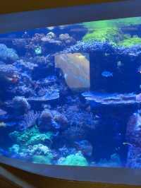 Review 🐠 อควาเรียมที่ตั้งอยู่ภายใน Ocean Park