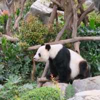 ดูแพนด้าที่ Ocean Park Hongkong 